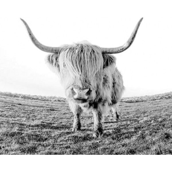 Yak Desert For Sale - Image 2